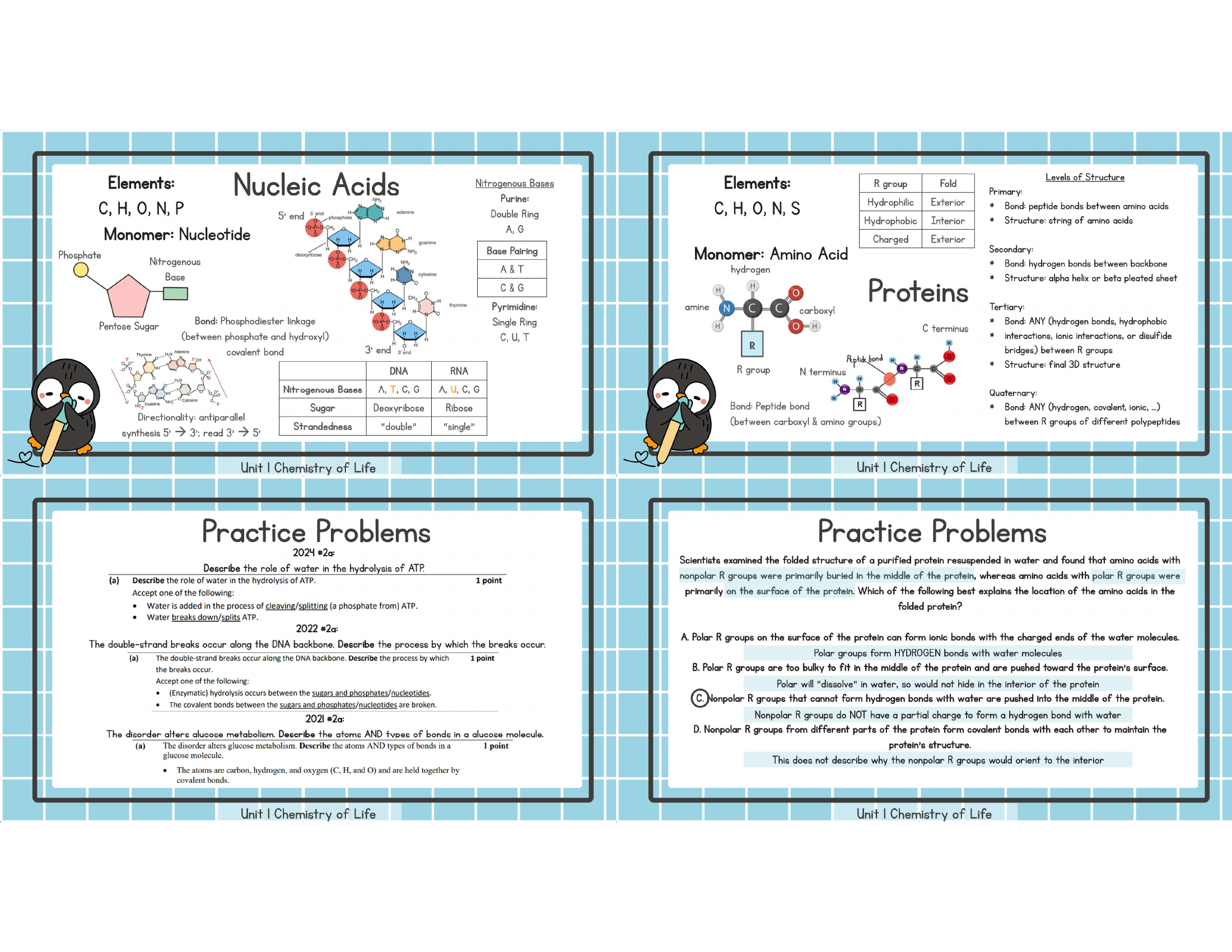 Unit 1 nucleic acids and proteins practice study image