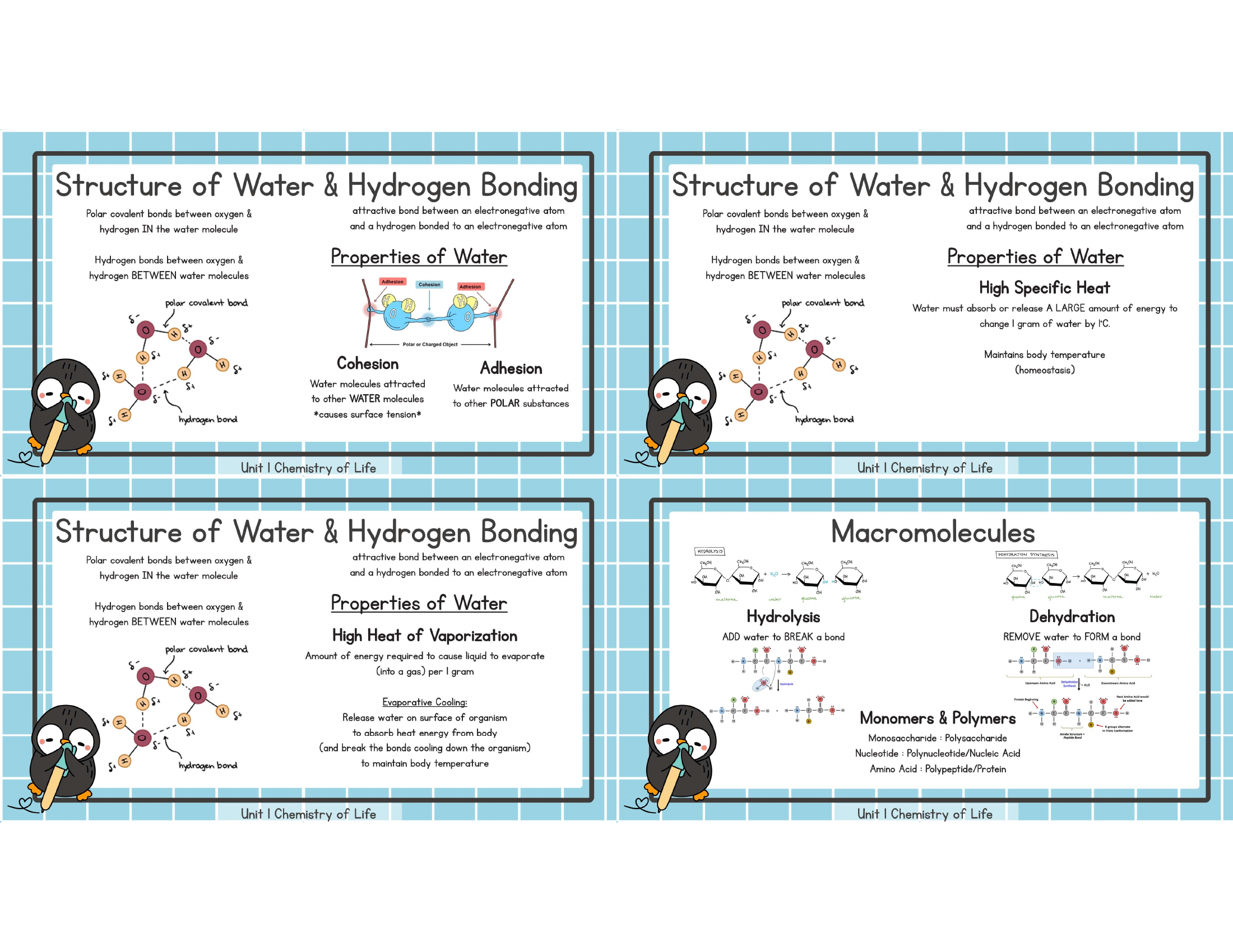 Unit 1 water and macromolecules study image