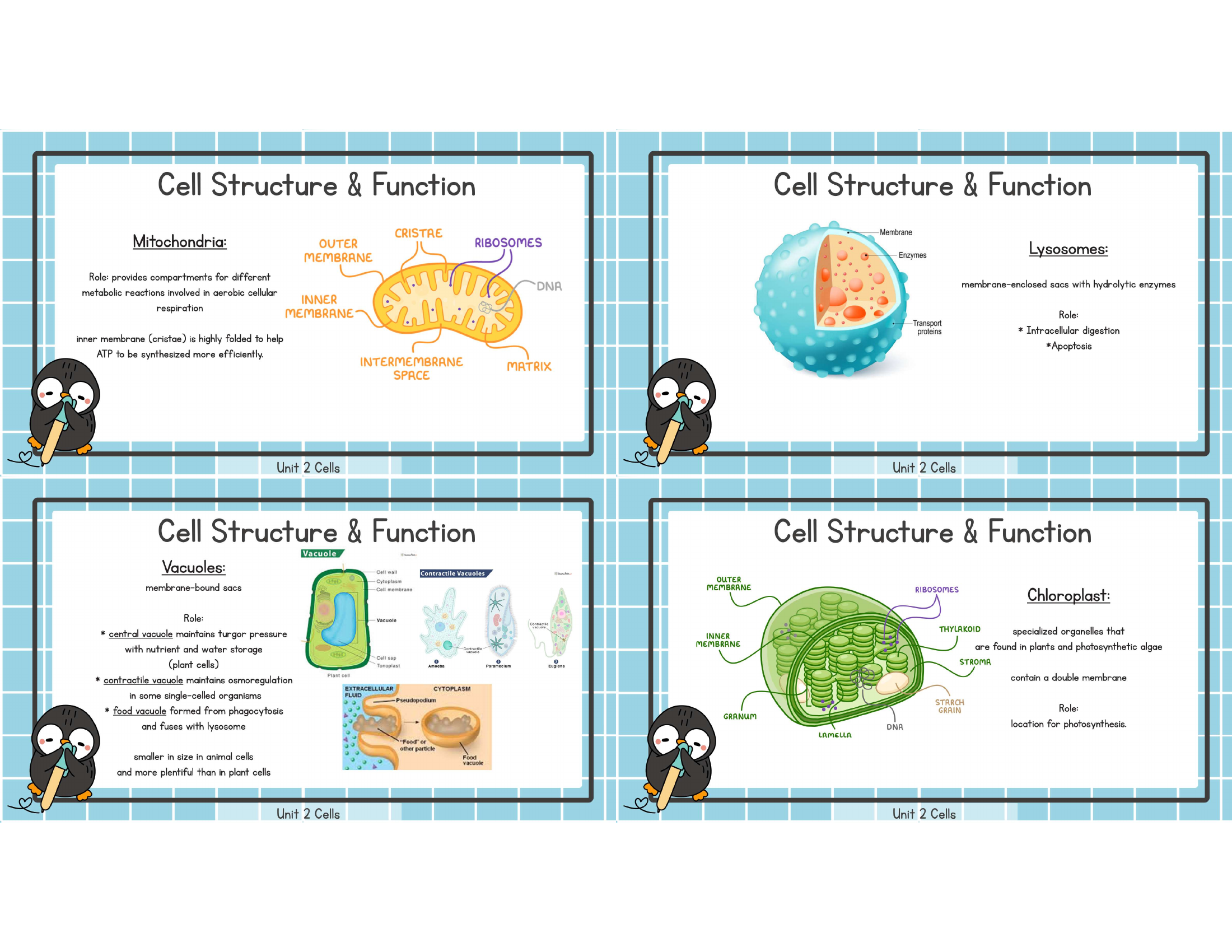 Unit 2 endoplasmic reticulum and Golgi study image