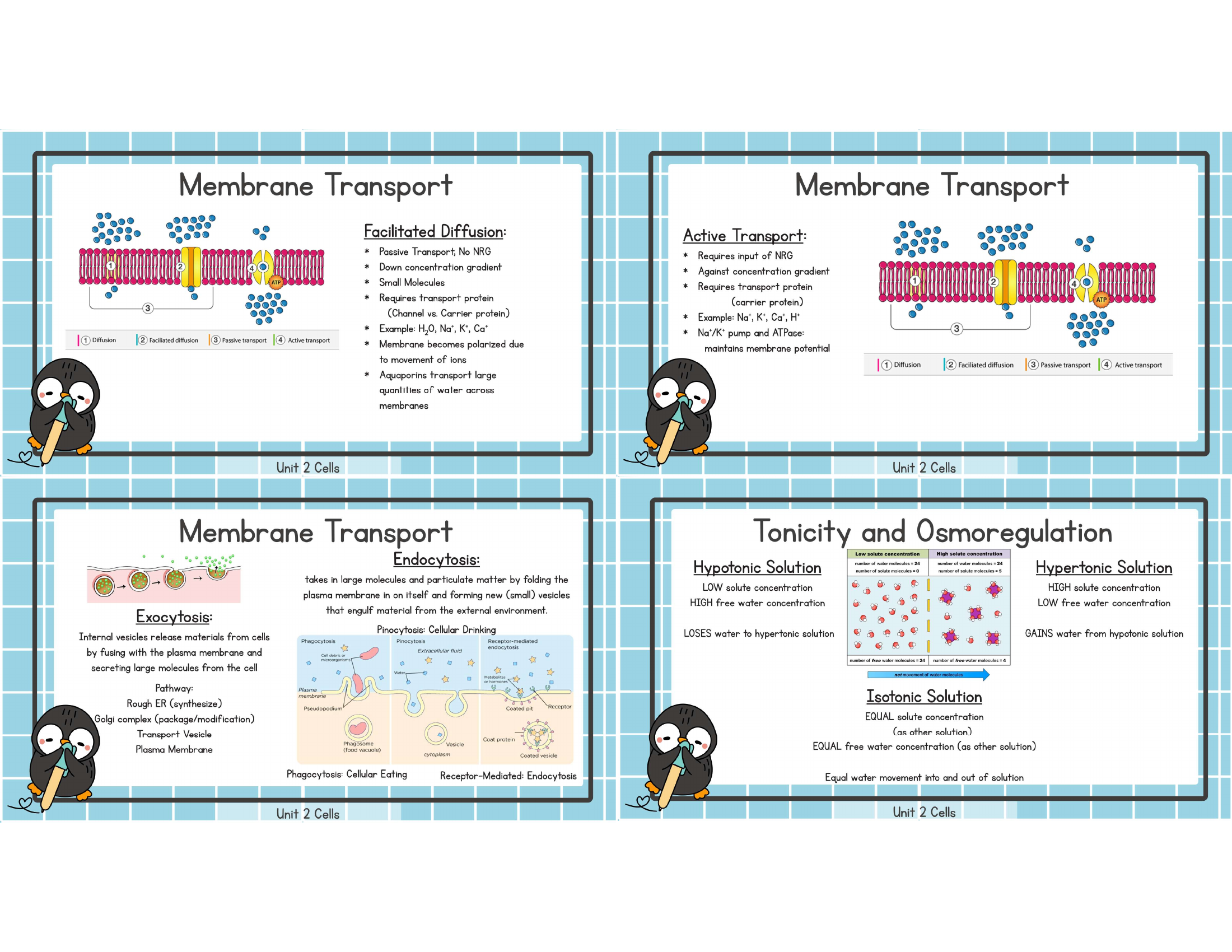 Unit 2 compartmentalization cell size plasma membrane study image