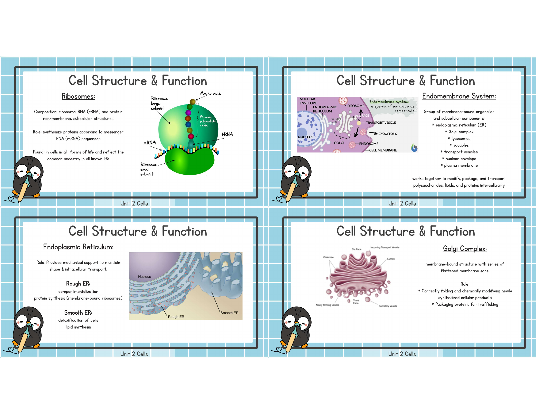 Unit 2 ribosomes and endomembrane study image