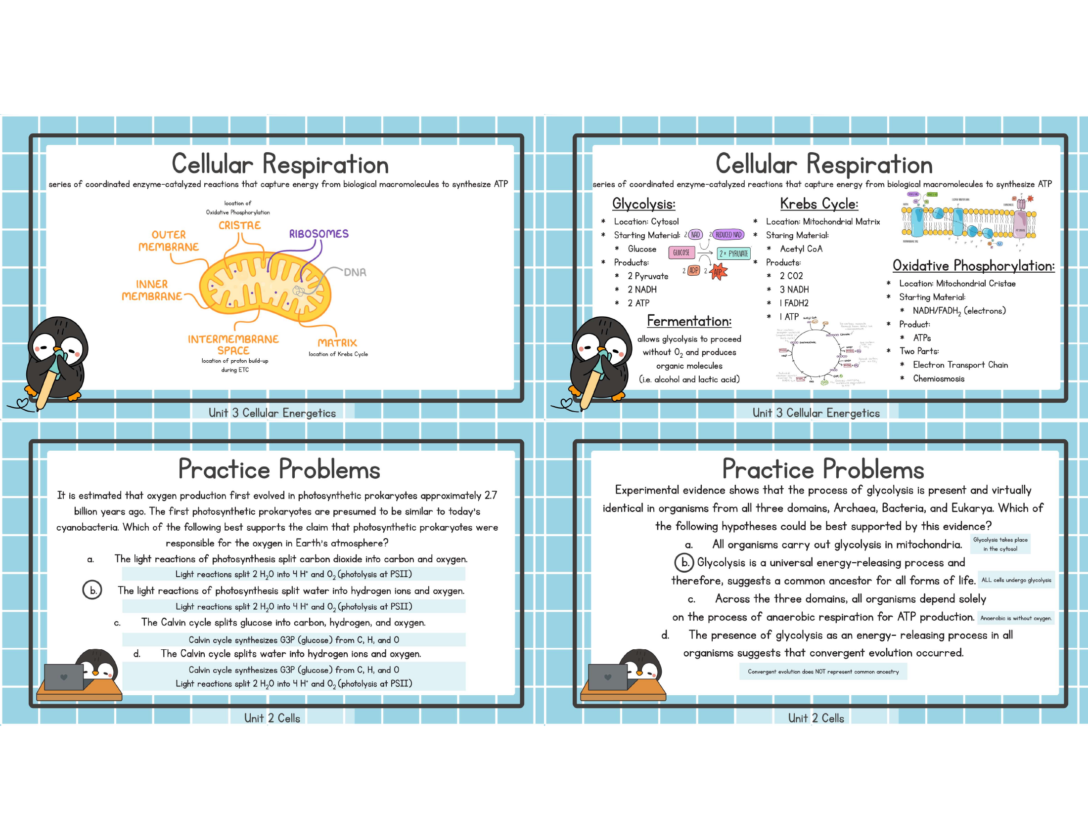 Unit 3 cellular respiration study image