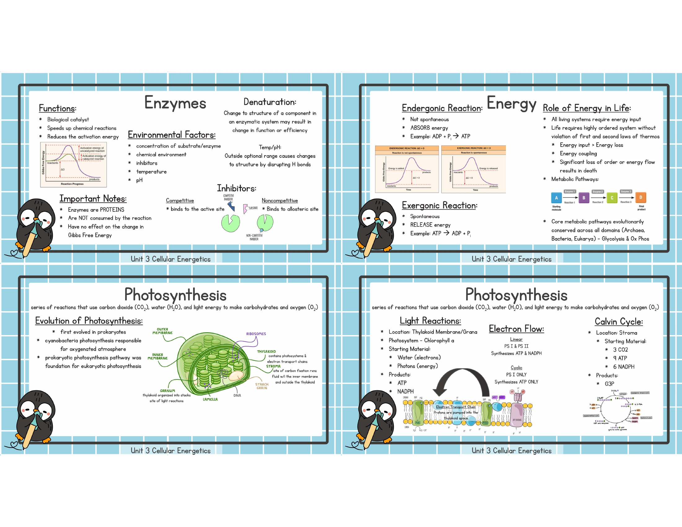 Unit 3 enzymes energy photosynthesis study image