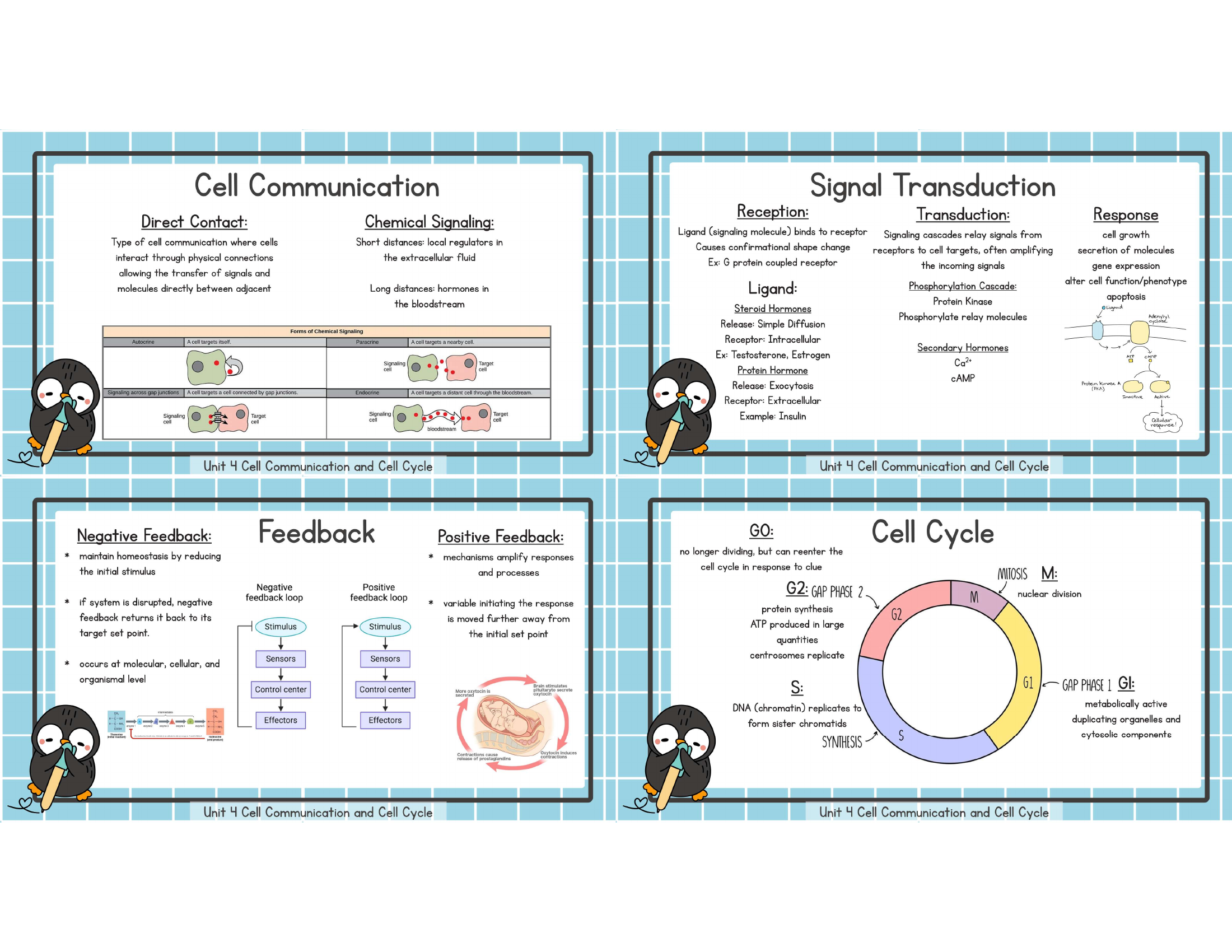Unit 4 cell communication signal transduction feedback cell cycle study image