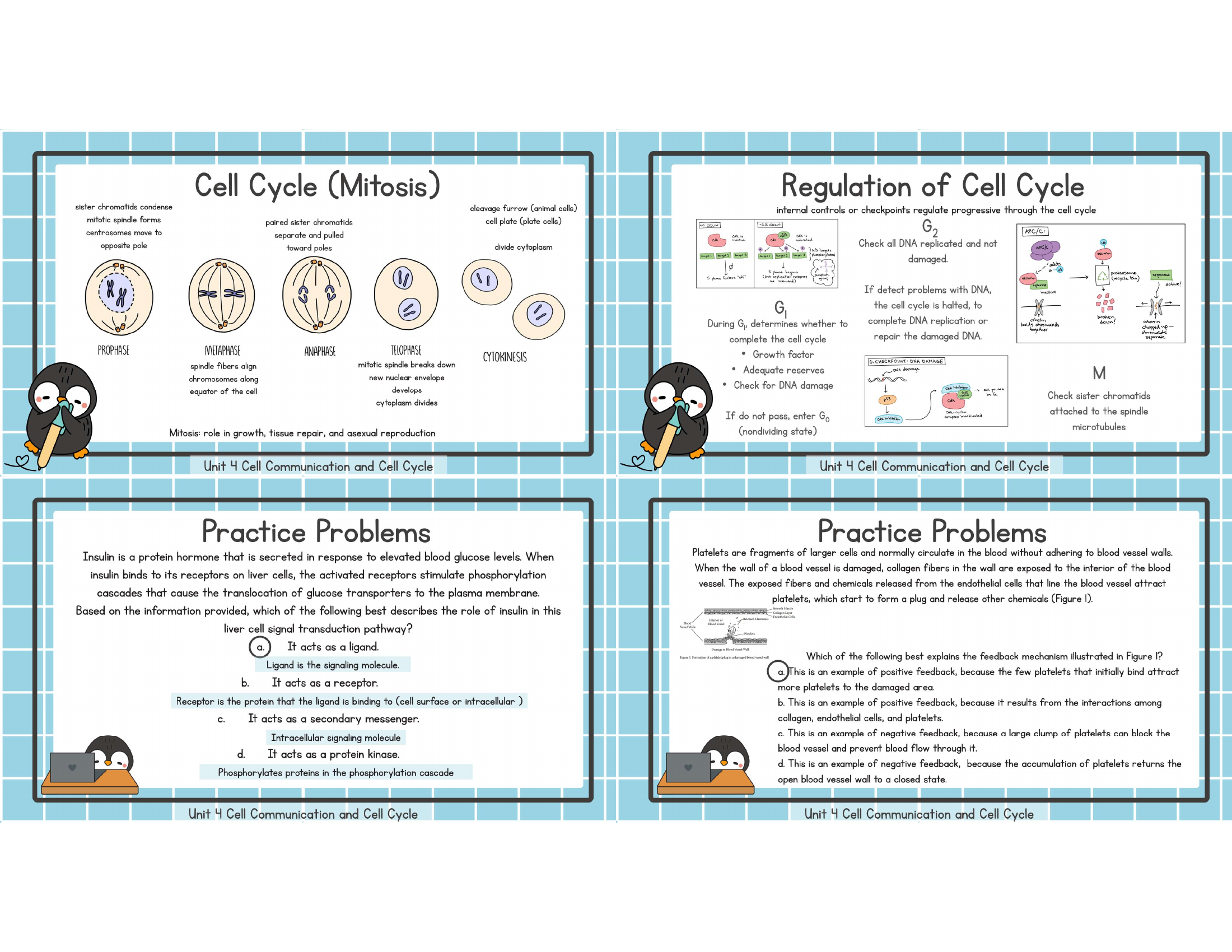 Unit 4 mitosis regulation practice study image