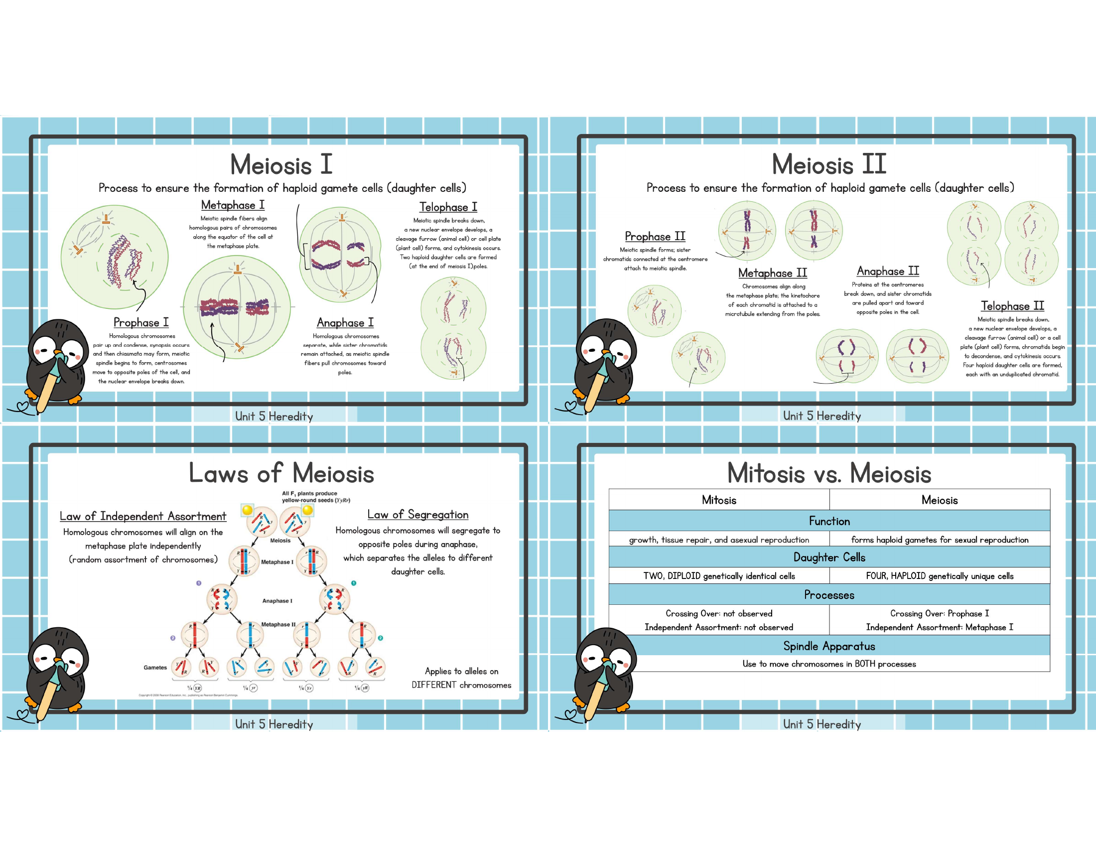 Unit 5 meiosis one two laws versus mitosis study image
