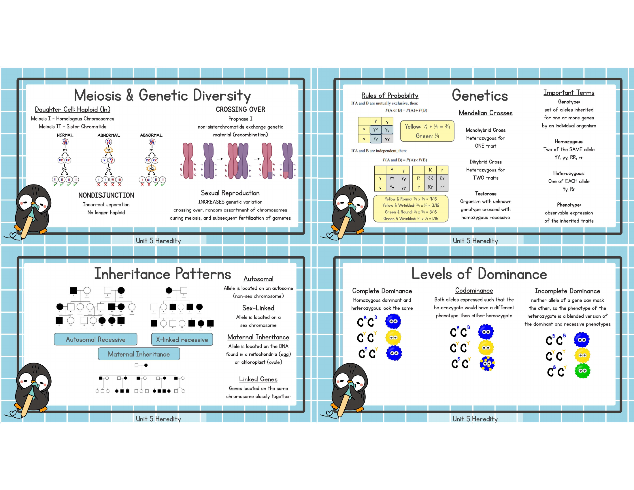 Unit 5 meiosis diversity genetics inheritance dominance study image