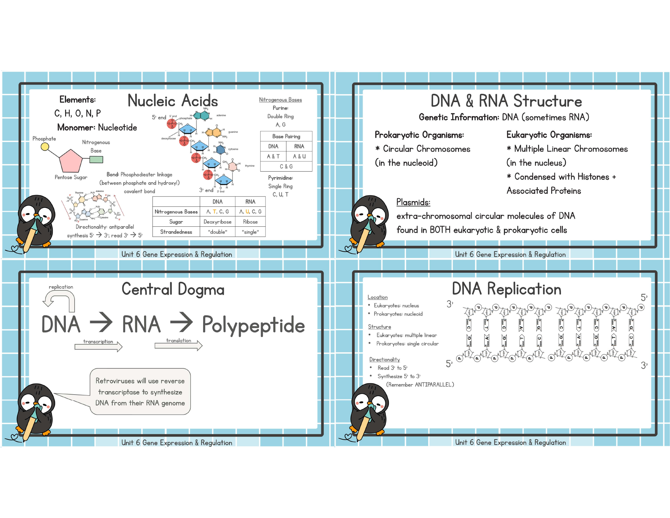 Unit 6 nucleic acids DNA RNA central dogma replication study image