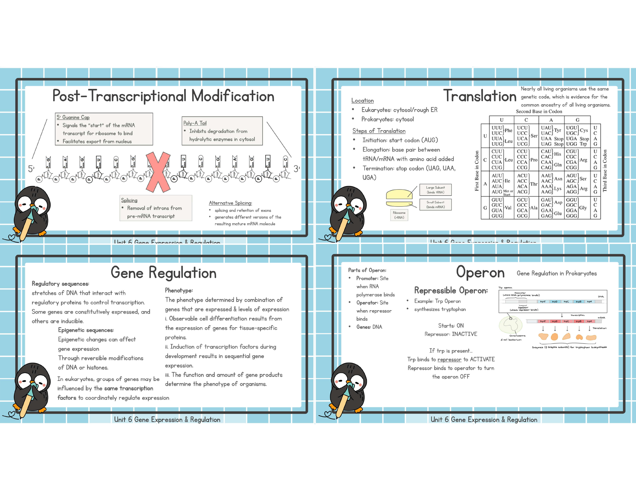 Unit 6 post transcriptional translation gene regulation operon study image