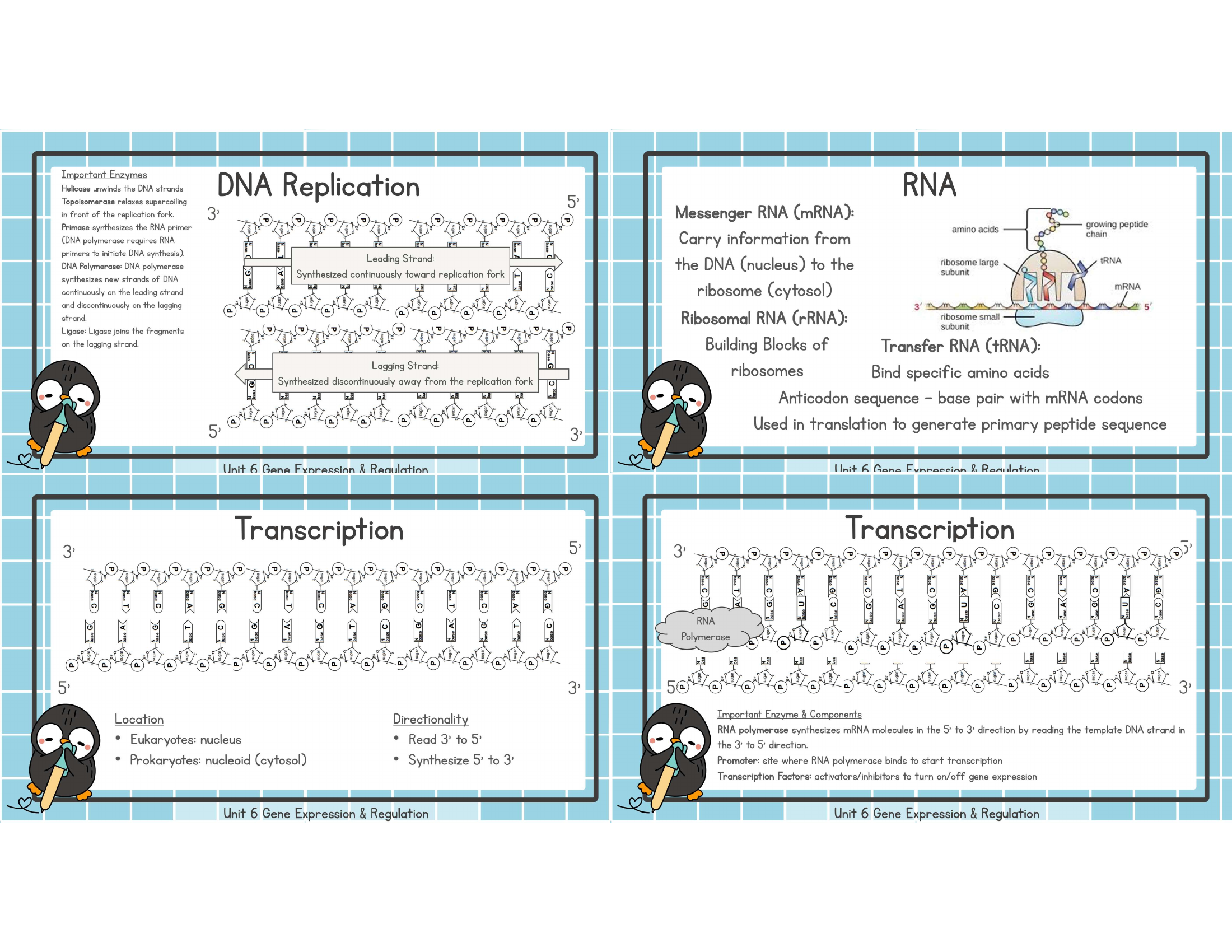 Unit 6 replication enzymes RNA transcription study image