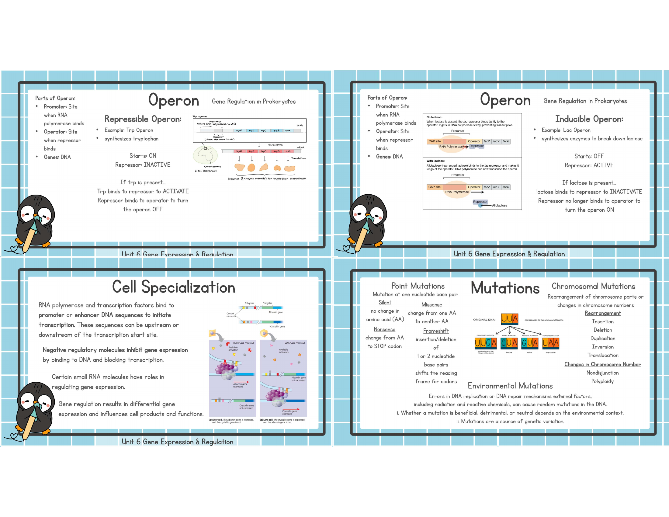Unit 6 repressible inducible operon cell specialization mutations study image