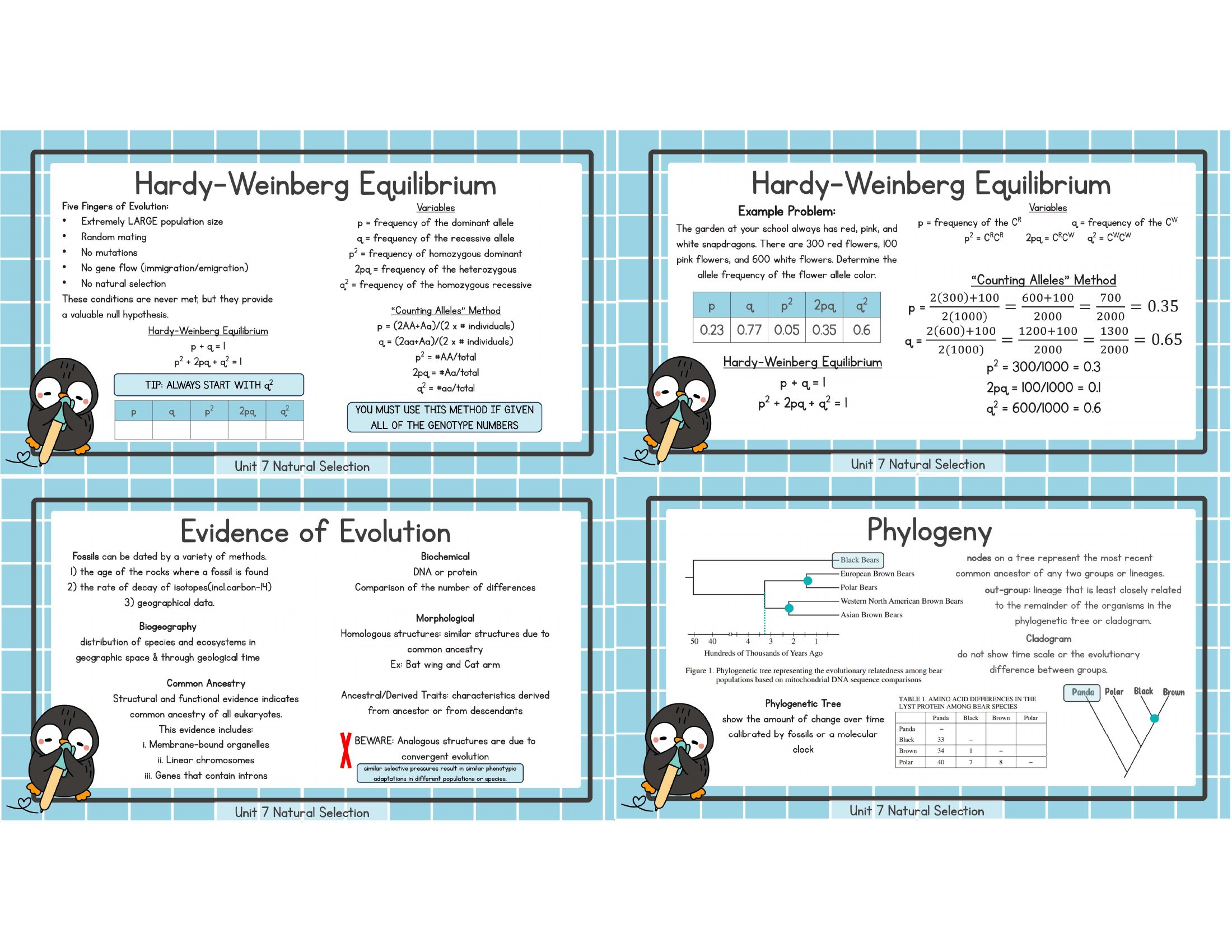 Unit 7 hardy weinberg evidence evolution phylogeny study image
