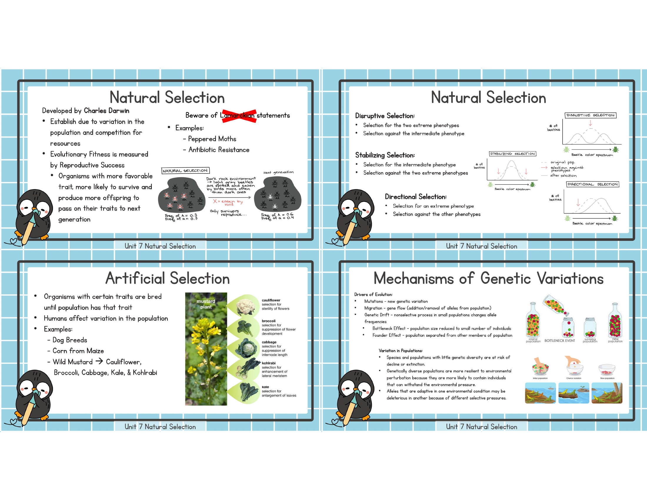 Unit 7 natural selection artificial selection genetic variation study image